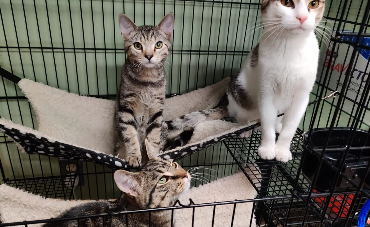 cats happily sitting in an open cage